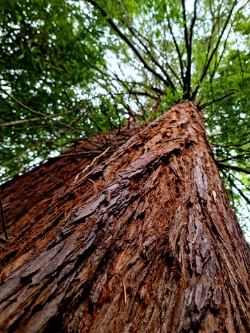 Giant sequoia (Sequoiadendron giganteum) tree seen from below. The image shows the tree trunk and the twigs of a supertall Sequoia.