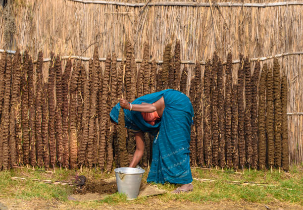 Cow Dung Cakes . Durgapur, West Bengal, India, December 31 2022: An Unidentified Indian Village woman Making Cow Dung Cakes . cow dung stock pictures, royalty-free photos & images