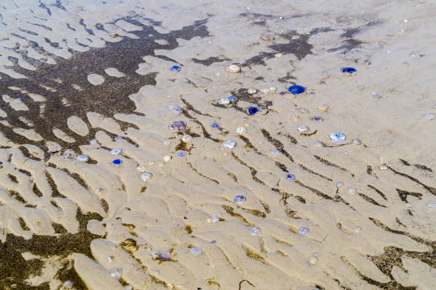 istock Ripples on a sandy beach on the North Sea 1455938874