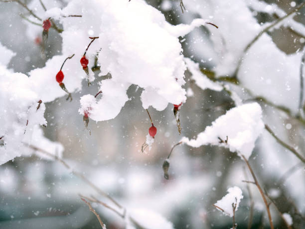 istock Branches with snow and red berries . Winter . 1455938972
