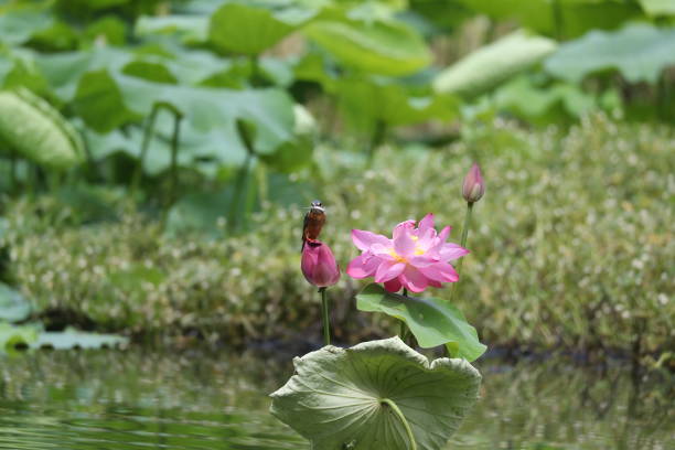 istock Finch perched on a pink lotus flower at a pond 1455939650