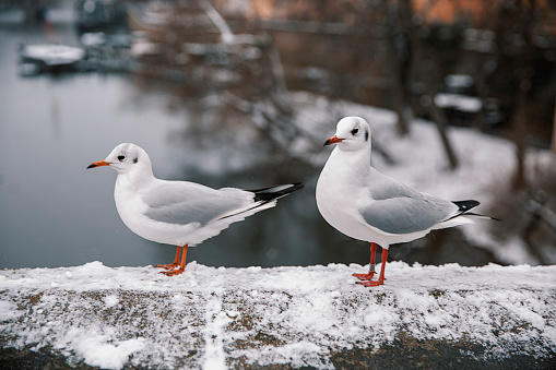 Two seagulls are seen while on the wall in the city - winter town scape