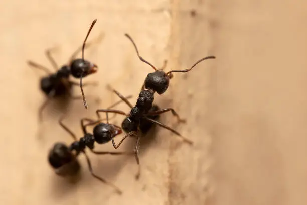 Photo of Macro photo of black ants on the wall.