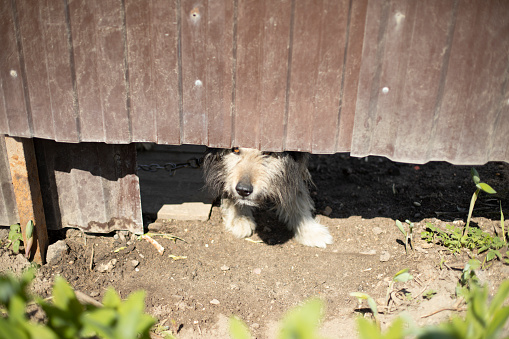 Angry dog under fence. Pet guards territory of house. Old dog.
