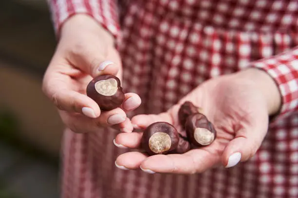 large roasted chestnuts in female palms. High quality photo