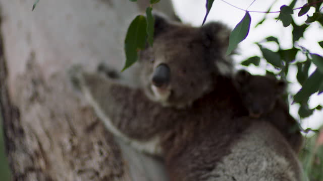 Australia_VICTORIA_Cape Otway_11_Eucalyptus_Tree_Koala_Family