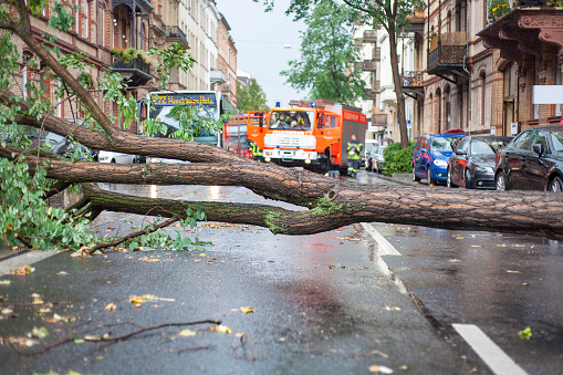 A tree blocks a street after a severe thunderstorm. In the background a fire engine and some unrecognisable firefighters