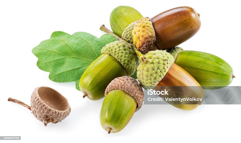 Oak acorns with oak leaves isolated on white background. Acorn Stock Photo