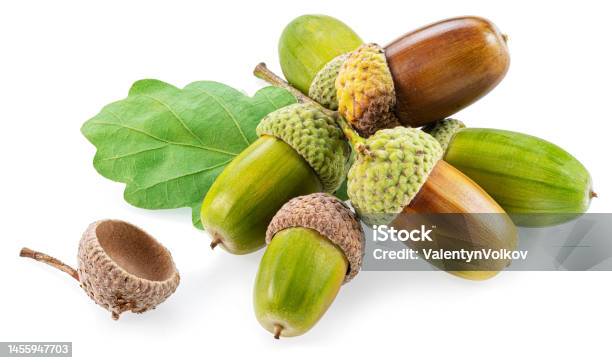 Oak Acorns With Oak Leaves Isolated On White Background Stock Photo - Download Image Now