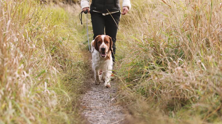 Woman out on a walk with her welsh springer spaniel dog