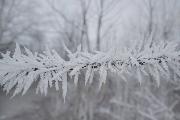 istock Frosty twig covered with snow and ice in winter forest 1455949653