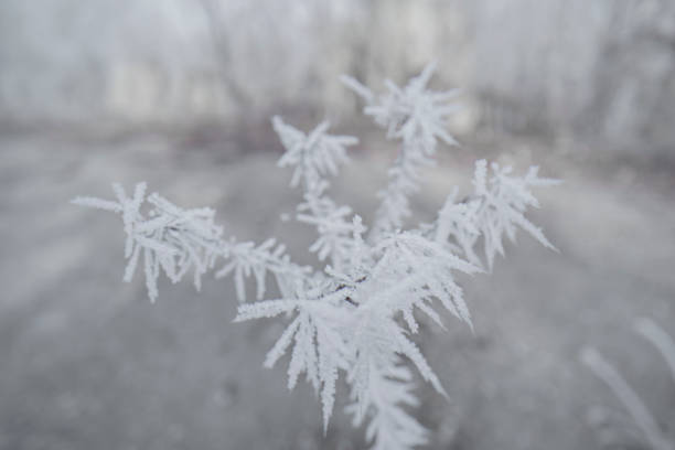 Icy branch covered with snow and ice in winter forest