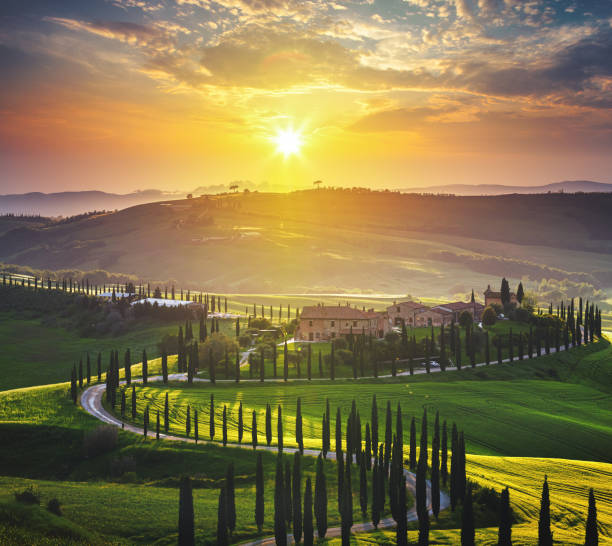 istock Treelined road in Tuscany at sunset 1455949769