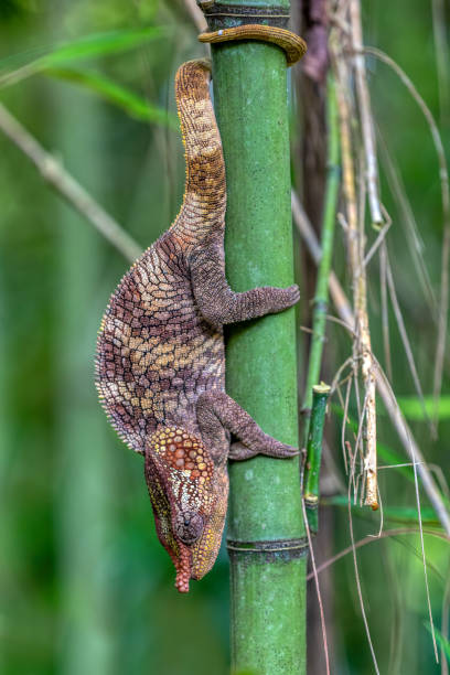 istock Short-horned chameleon (Calumma brevicorne), Andasibe-Mantadia National Park, Madagascar 1455950413