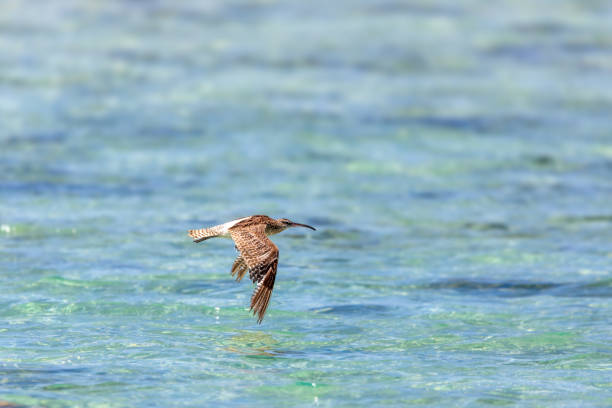 vogel eurasischer gemeiner whimbrel, numenius phaeopus, nosy ve, madagaskar - animal beak bird wading stock-fotos und bilder