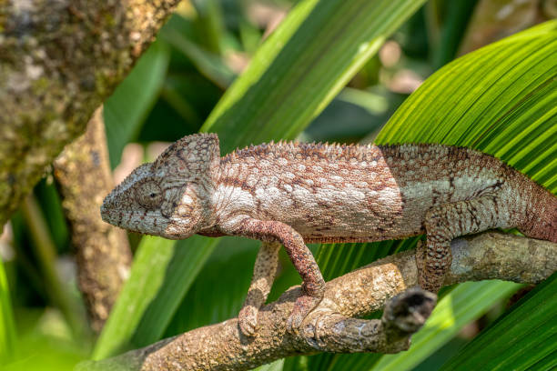 caméléon d’oustalet, furcifer oustaleti, réserve peyrieras madagascar exotic, madagascar - oustalets chameleon photos et images de collection