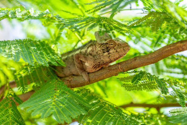 camaleón de oustalet, furcifer oustaleti, parque nacional andasibe-mantadia, madagascar - oustalets chameleon fotografías e imágenes de stock