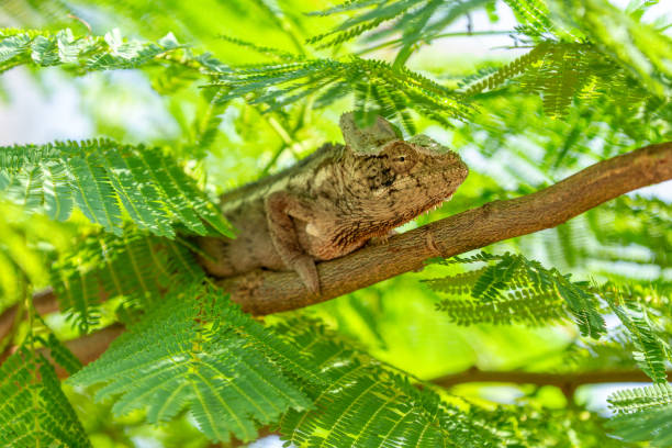 caméléon d’oustalet, furcifer oustaleti, parc national d’andasibe-mantadia, madagascar - oustalets chameleon photos et images de collection