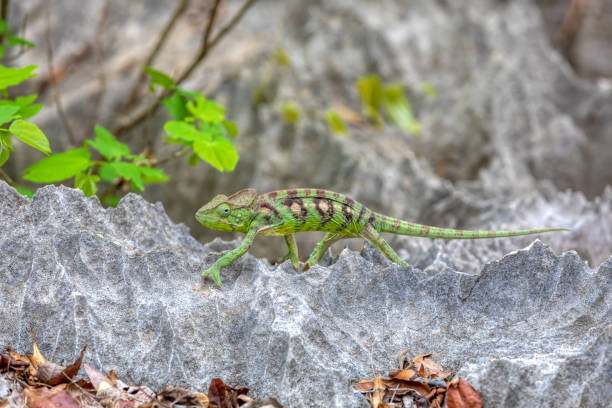 oustalet's chameleon, furcifer oustaleti female, tsingy de bemaraha, madagascar - oustalets chameleon photos et images de collection