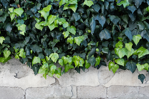 Common ivy or Hedera helix on concret wall, green foliage background
