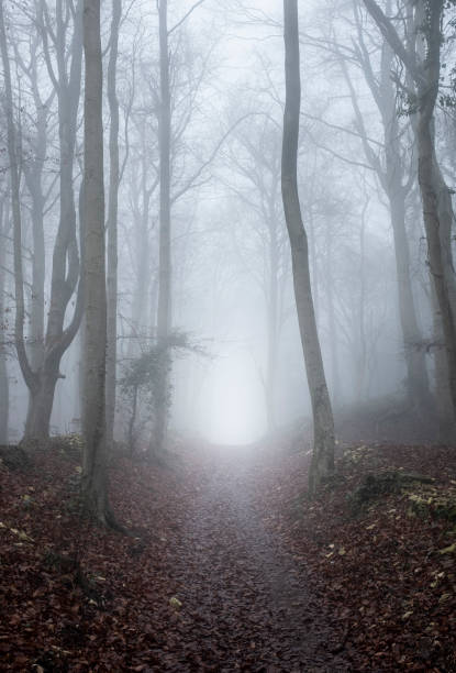 istock Footpath Through A Misty Woodland Scene 1455950921