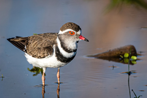 A three-banded plover walking in shallow water in search of food