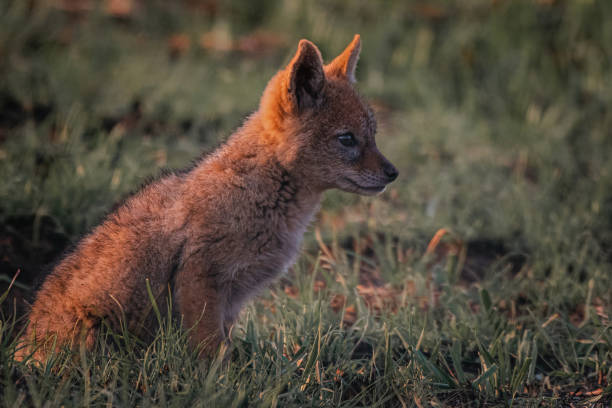 istock Closeup shot of Fennec fox sitting on a grass 1455950980