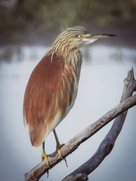 istock Vertical shot of Squacco heron perched on a twig 1455951071