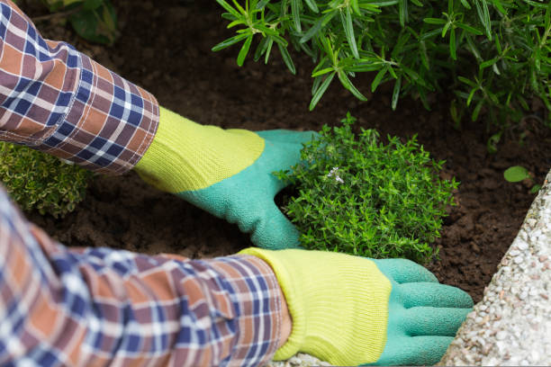 istock Farmer gardener hands in gloves planting herbs 1455951216