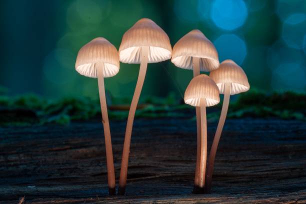 istock Group of mushrooms in the lush green forest 1455953921
