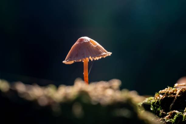 istock Small mushroom in the forest 1455954862