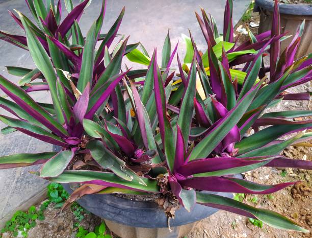istock tradescantia Spathacea Sw 1455955136
