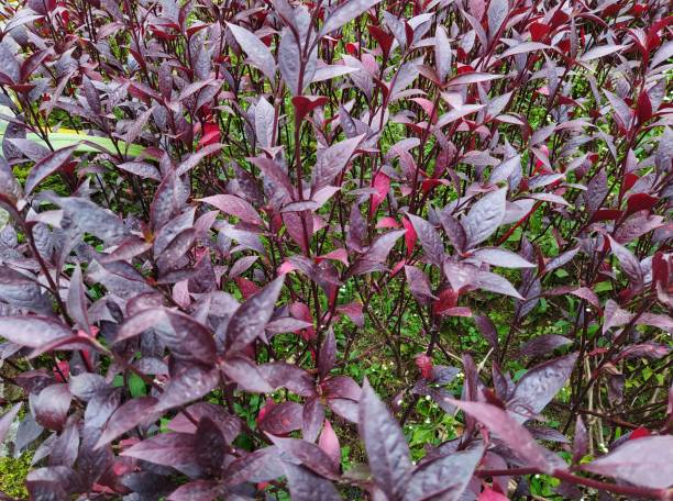 istock Alternanthera Reineckii Rosanervig 1455955219