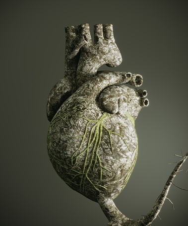 Human heart shaped bonsai tree which is lost leaves, symbolizing healthcare concepts and heart diseases. ( 3d render )