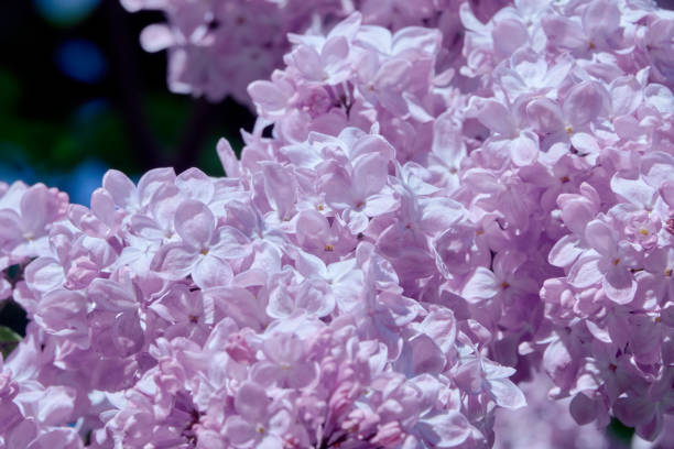 istock Lilac flowers blooming in the spring garden. 1455956461