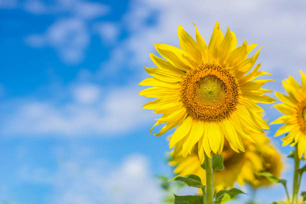 istock Sunflower field landscape 1455956483