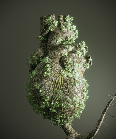 Human heart shaped bonsai tree, symbolizing healthcare concepts. (3d render)