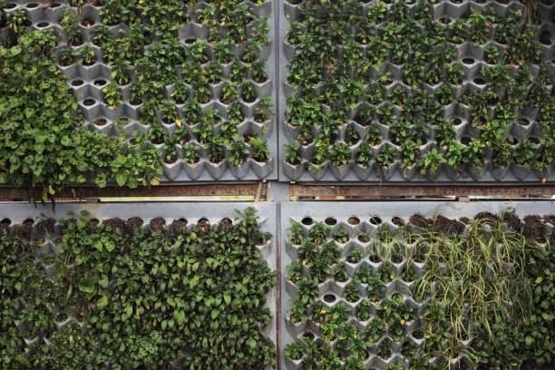 istock Green rattlesnake planted in the wall 1455956825