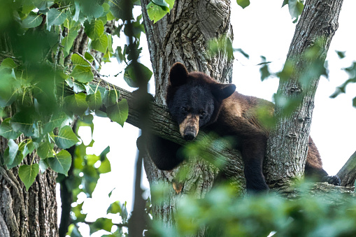 A closeup of the American black bear laying on tree branch. Ursus americanus.