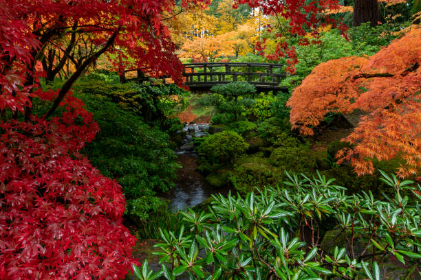 istock Beautiful view of a bridge  surrounded by autumn trees 1455958263