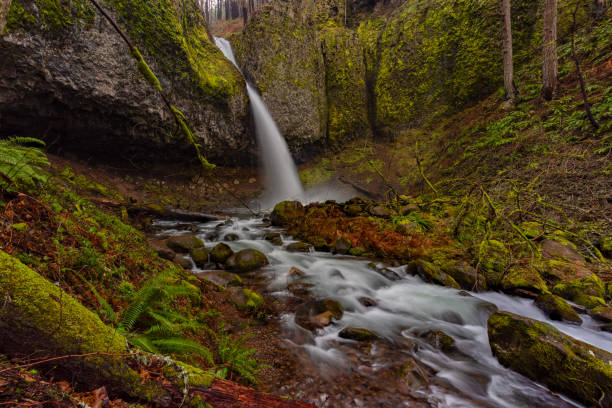 istock Ponytail waterfall flowing over the rocks in the forest in Oregon 1455958271