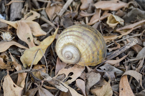 The garden snail is feeding.