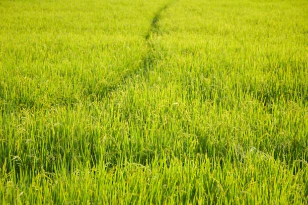 istock rice plant in country farm 1455959697