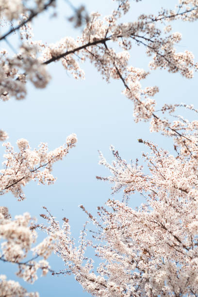 istock Tree flowers blossom in spring against blue sky 1455961565