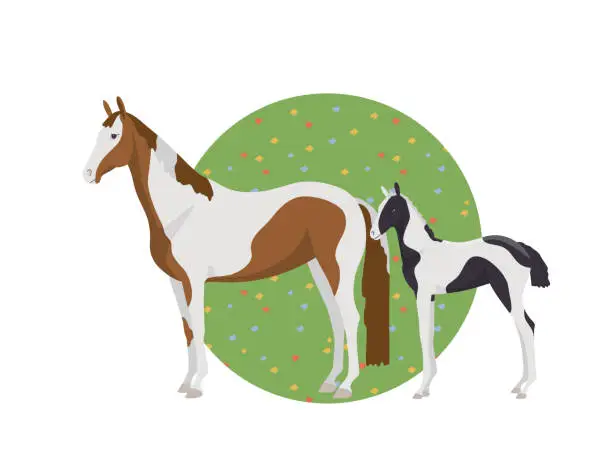 Vector illustration of Warm-blooded mare with foal, piebald color on the background of the lawn