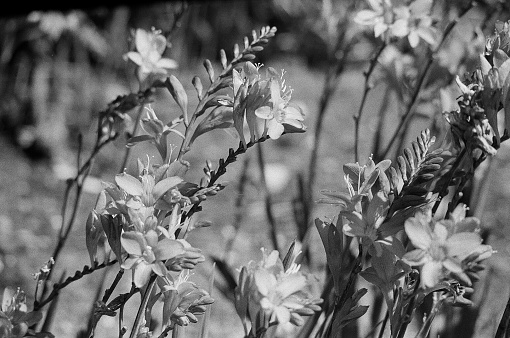 Black and white film photograph of flowers in an english woodland