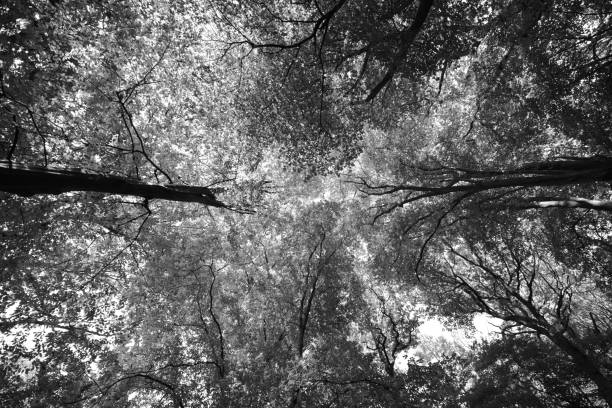 istock Looking straight up at a woodland canopy 1455962132