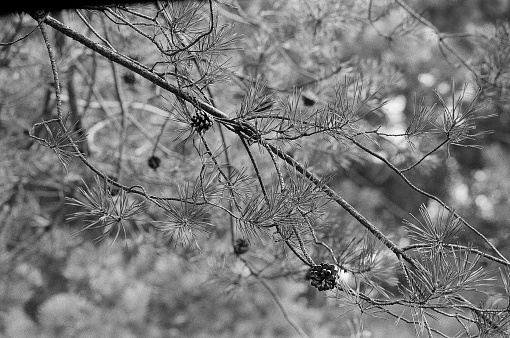 Black and white film photograph of pine cones hanging from a branch in an english woodland