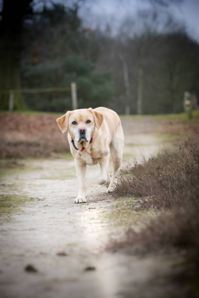 istock Vertical shot of a labrador walking down the path 1455962274