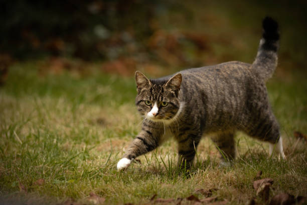 istock tabby cat walking on a green grass in the park 1455963431
